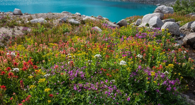 Bugaboos flora