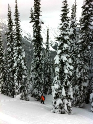 Tree skiing in Revelstoke