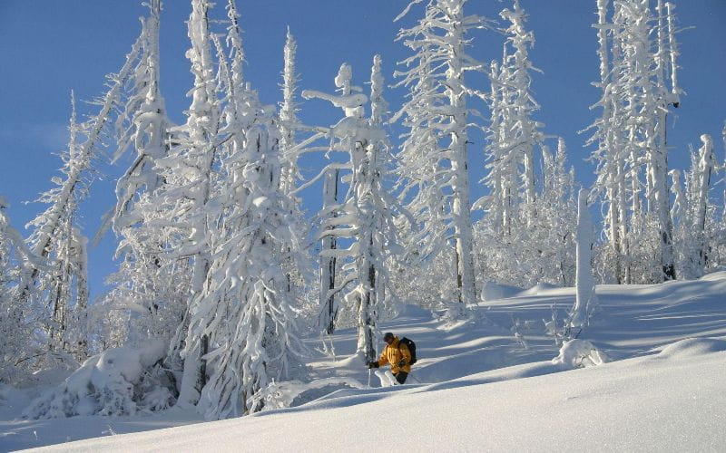 heli-skiing-bc-prices-tree-skiing