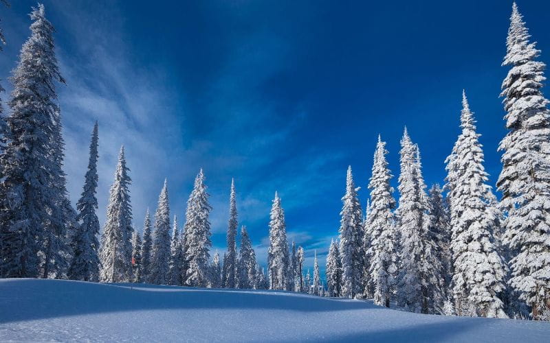 heli-skiing-bc-prices-view-of-snowy-trees