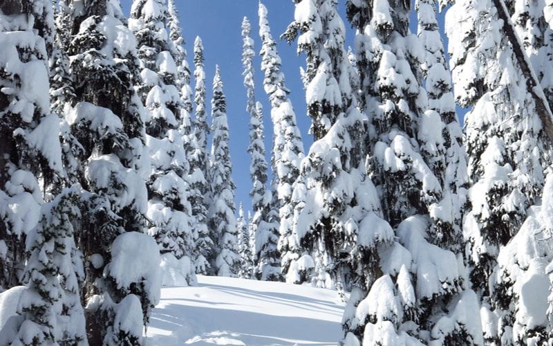 heli-skiing-bc-prices-tree-skiing