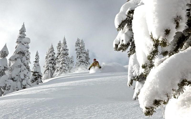 heli-skiing-bc-prices-tree-skiing (1) (1)